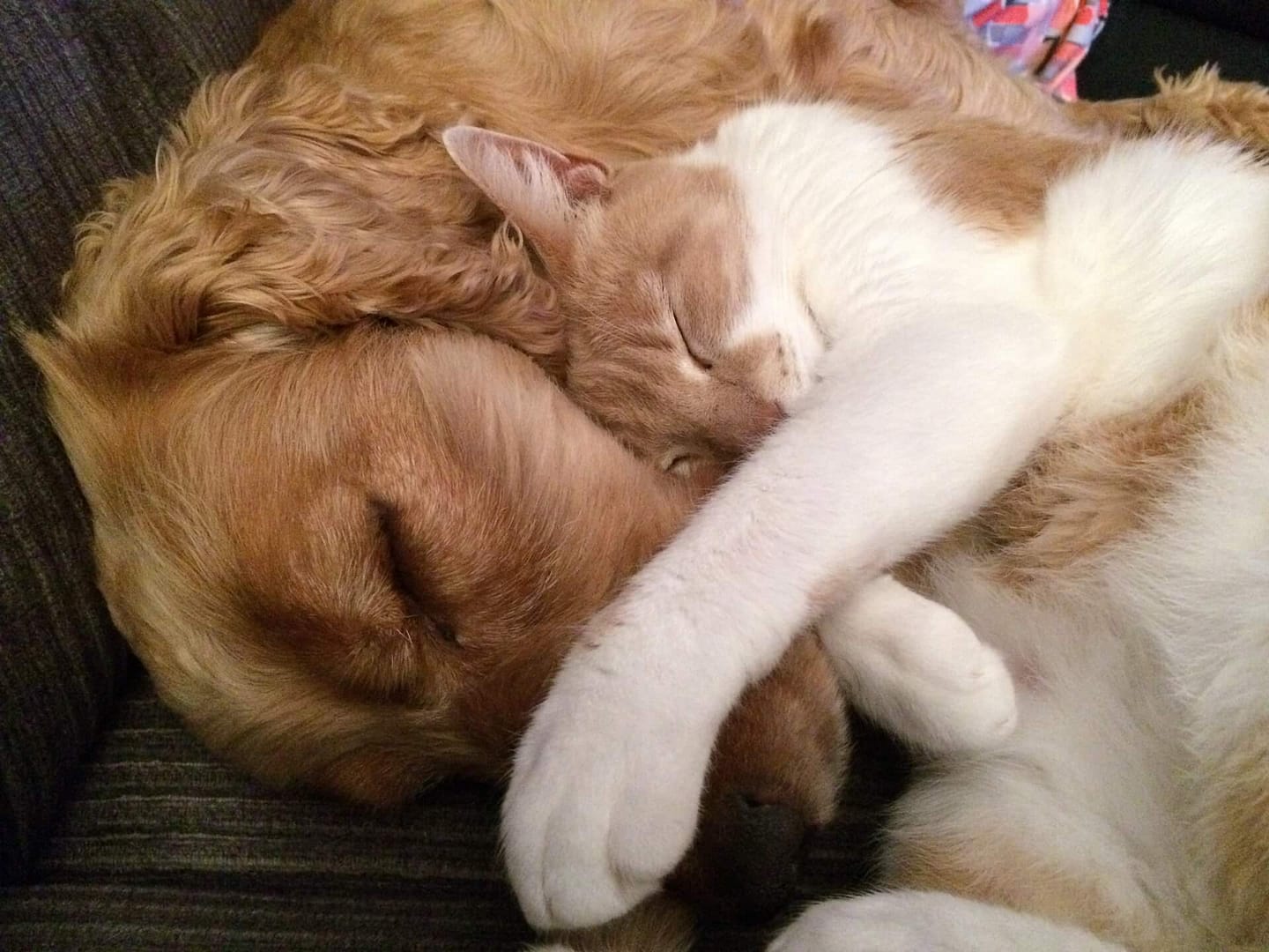 Como Perros y Gatos…