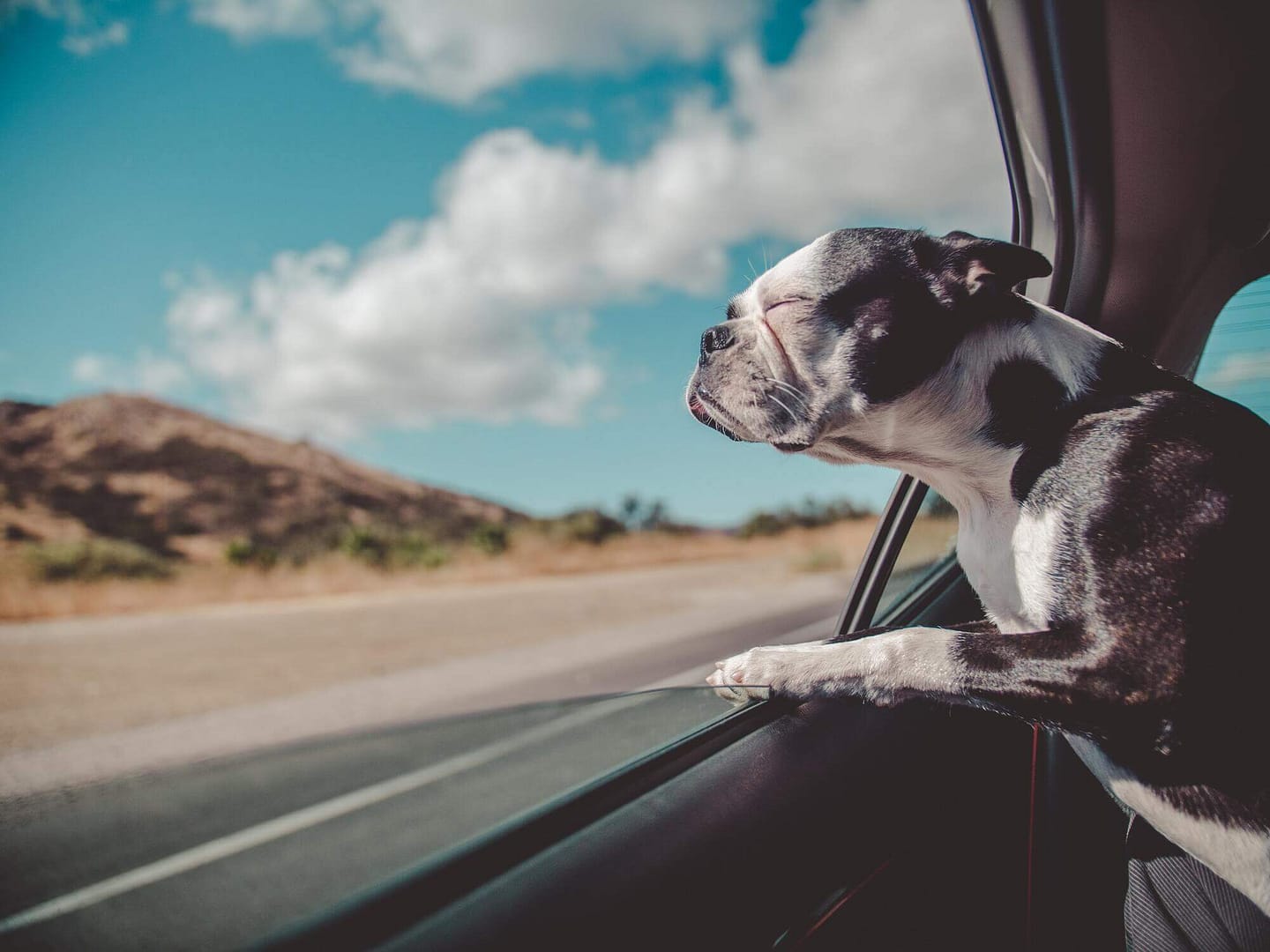 Perros Adultos Mayores
