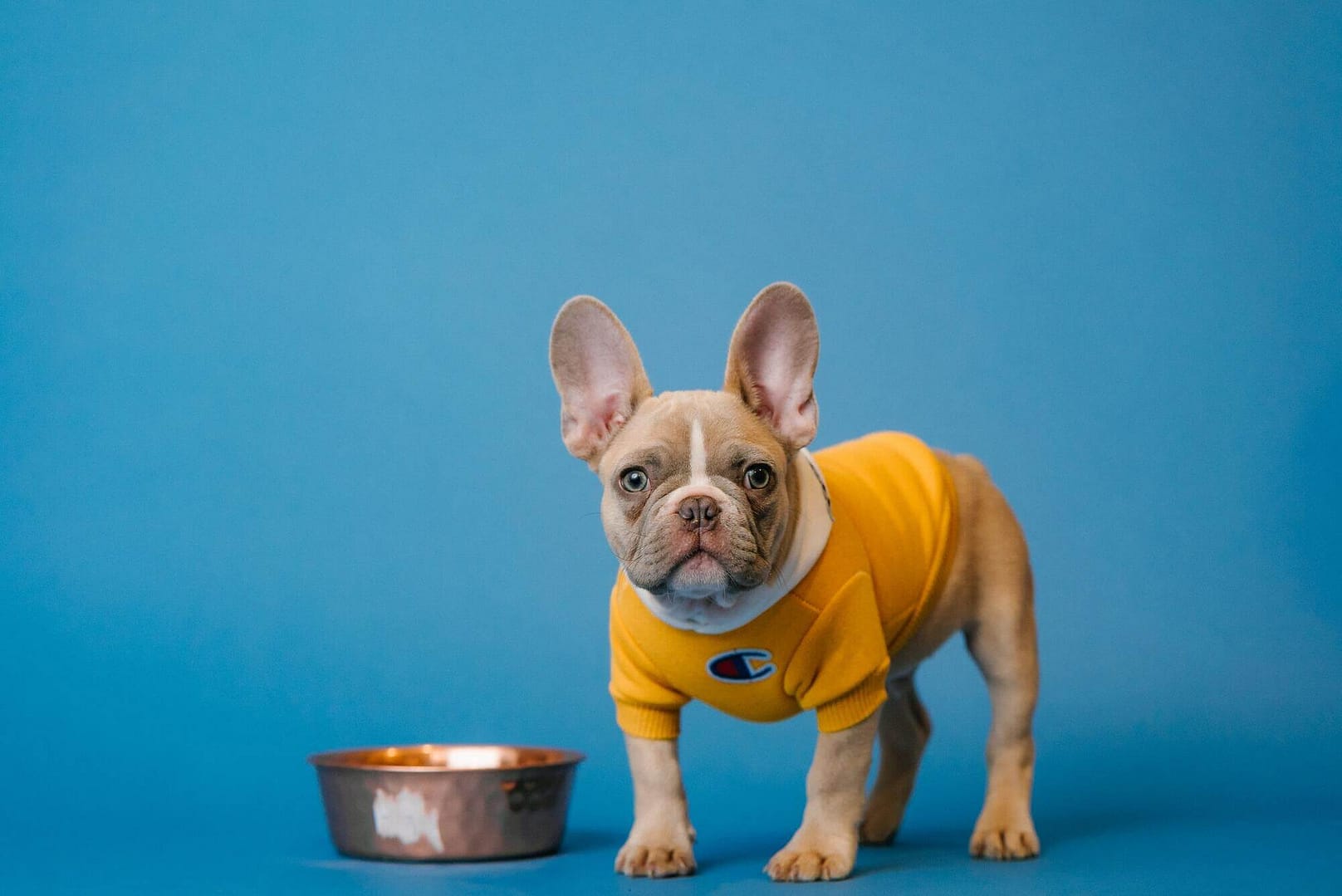 ¿Se le puede dar al perro algo adicional a su comida?