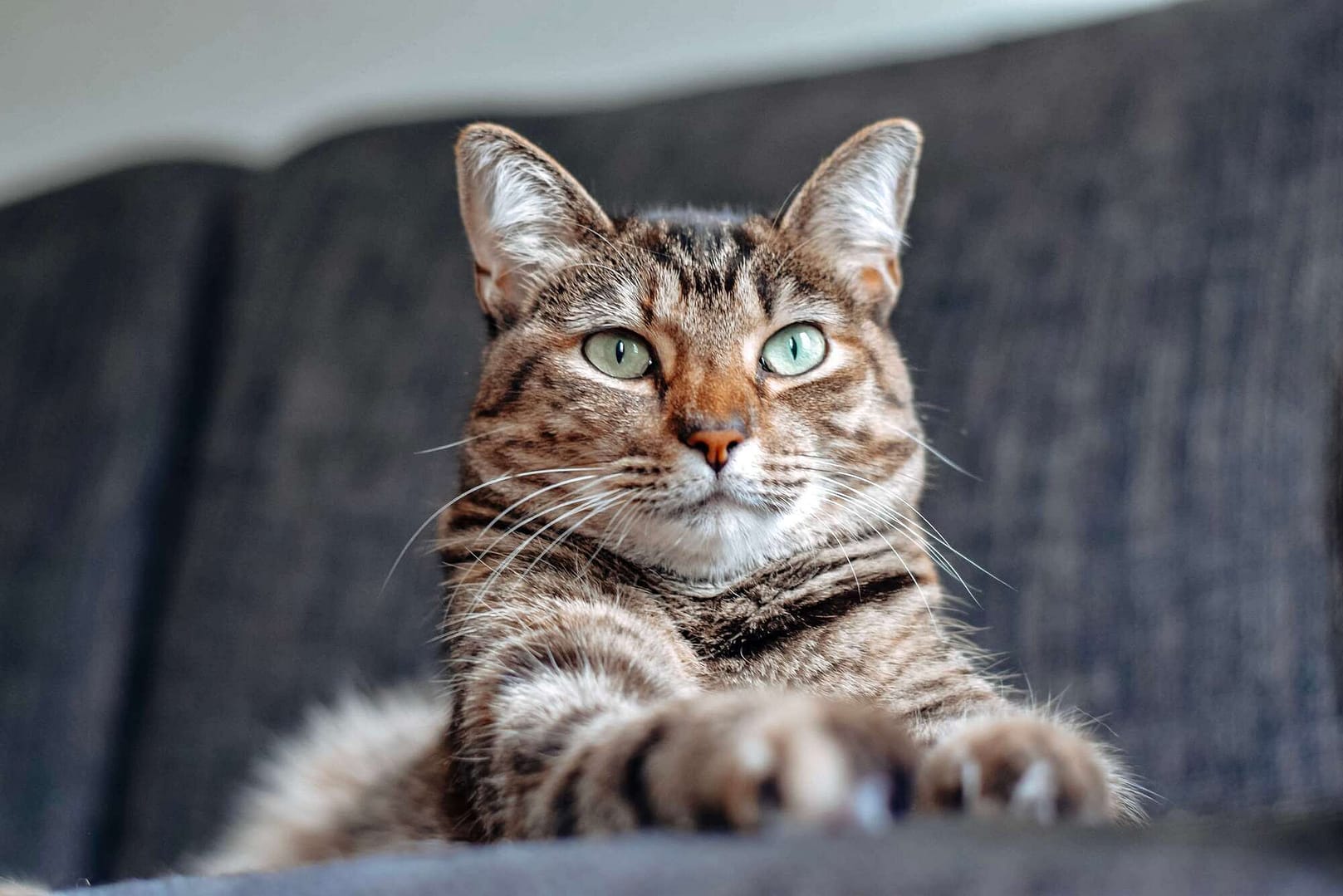 ¿Sabías que el ronroneo de tu gato es bueno para tu salud?