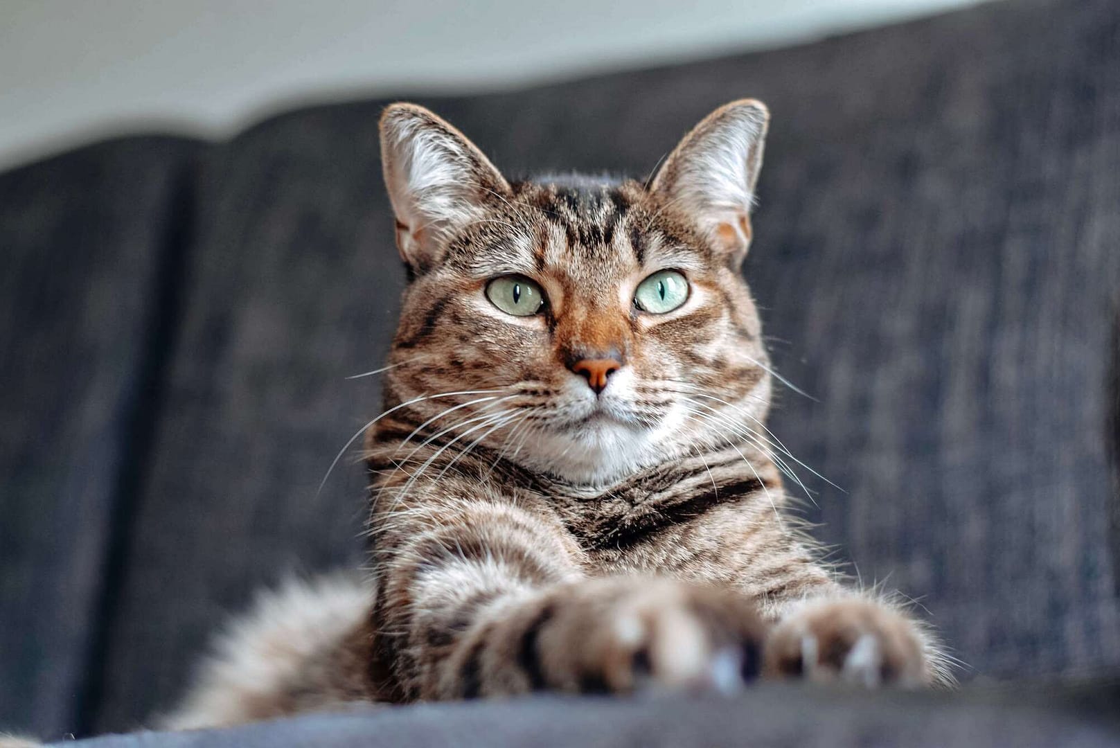 ronroneo de los gatos colombianos 1 1 1 - ¿Sabías que el ronroneo de tu gato es bueno para tu salud?
