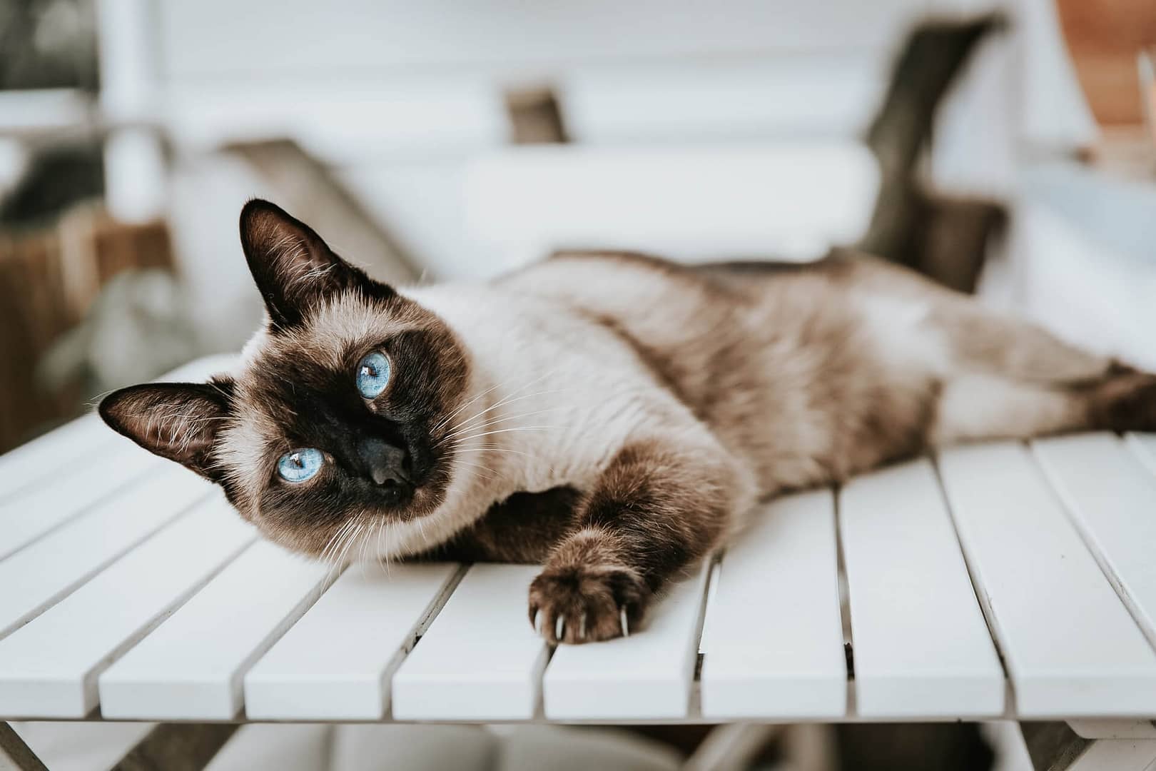 El gato siamés