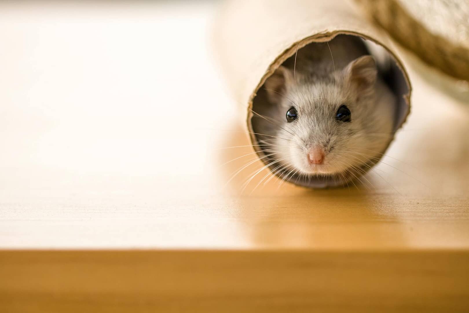 ¿Cómo cuidar a mi hamster?