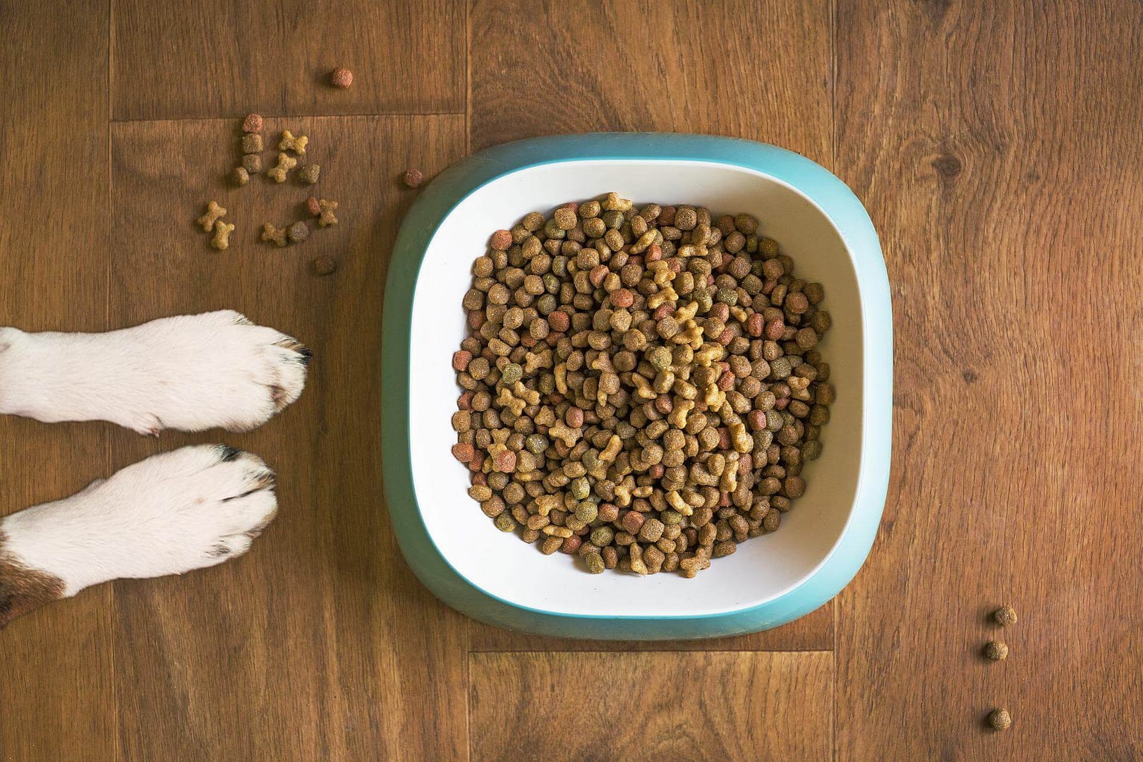 ¿Por qué razón mi perro se come la comida del gato, y viceversa?