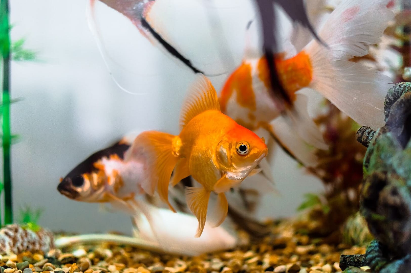 Peces en Casa