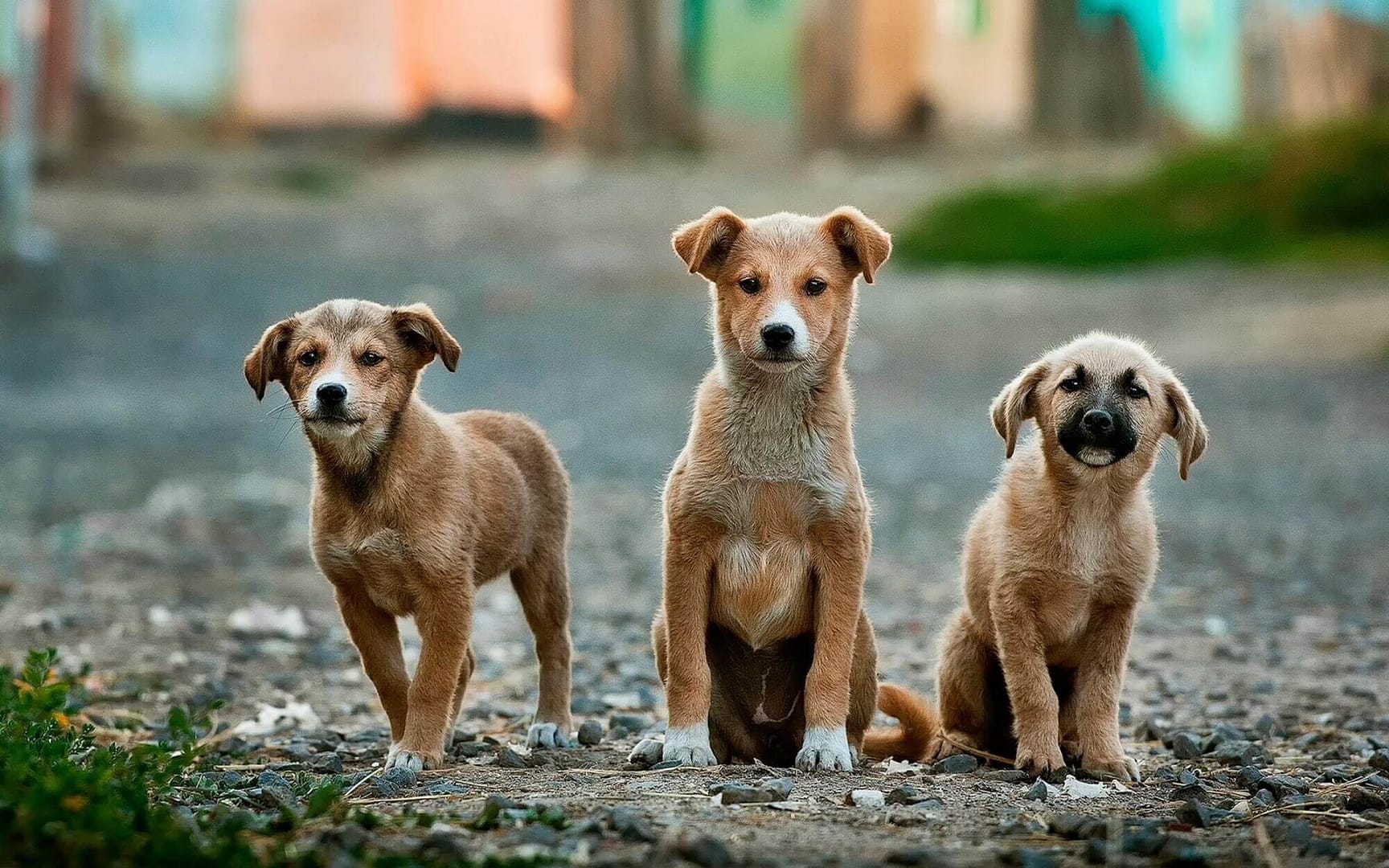 Aspectos a tener en cuenta cuando adoptamos una mascota