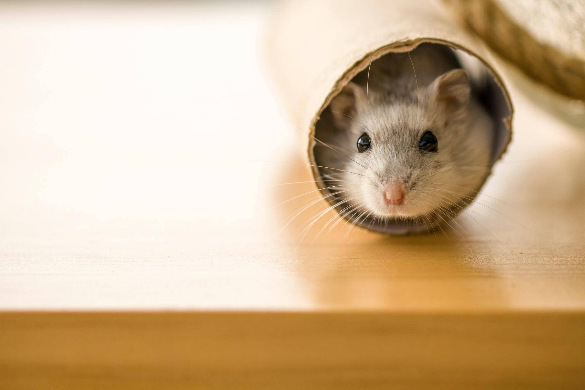 los hamsters pueden comer comida seca para perros